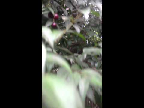 Video: Rumberry Tree kopšana - uzziniet par rumberry koka lietošanu