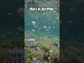 You do NOT want to fall into this seabed of Upside Down Jellies #seacreatures #ocean #fish