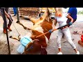 Pretty Girl on Farm Modern Robotic Machine Cleaning Modernest Milking Feeding - Farming 2024 #modern
