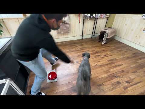 ケリーブルーテリアの”マーフィーくん”と刺激の中でハウスの練習!