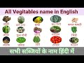 Vegetables name in English and Hindi with Images | सब्जियों के नाम | सब्जियाँ