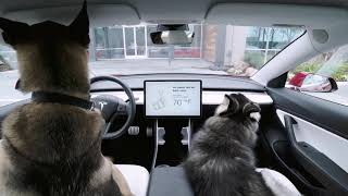 Introducing Dog Mode in Tesla