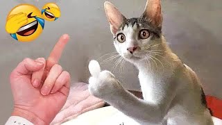 🤣 Funniest 2024😻 Cats and 🥒 Cucumbers - Awesome Funny Pet Videos 😇