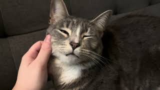 Calming New Year’s Eve Cat Petting with Special Guest Eleanor // Soft Spoken LoFi ASMR