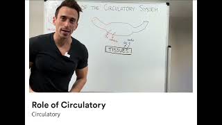 Role of circulatory