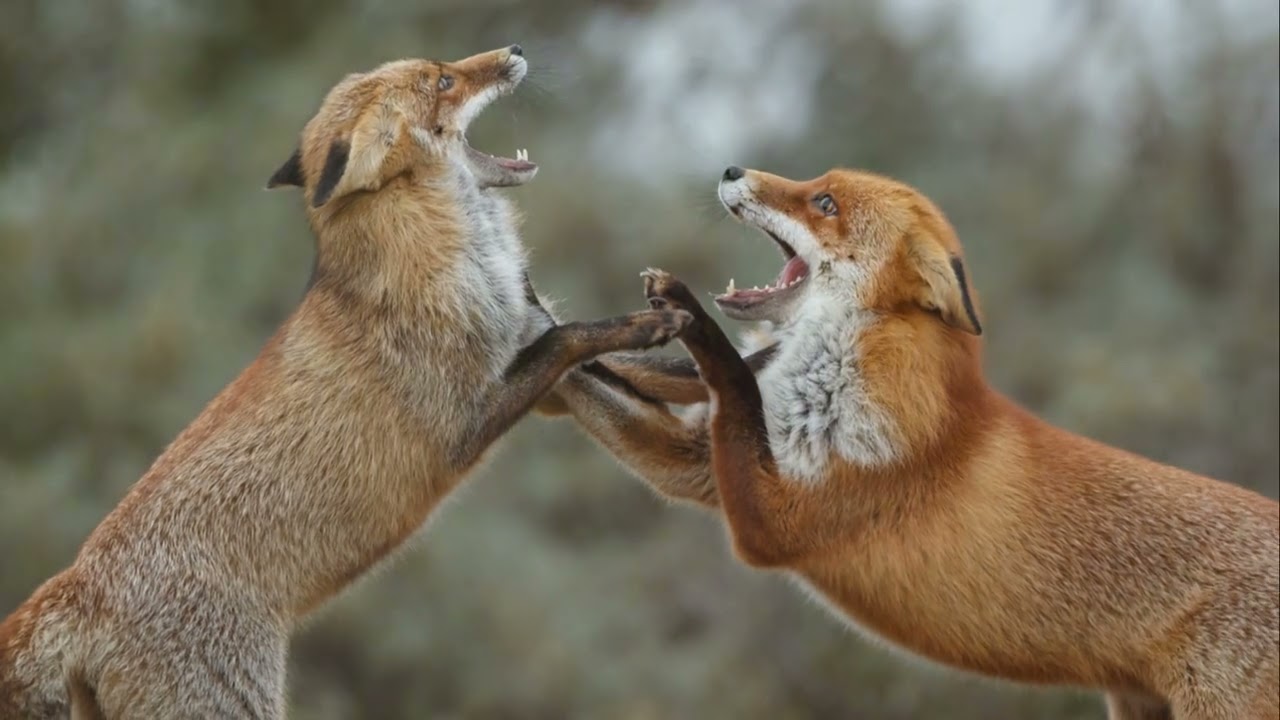 Uncover the Mystery: Why Do Foxes Scream at Night? | Fox Night Screams Explained 