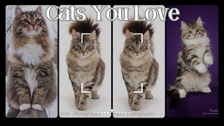 Funny animal Videos 2023 12 Cat Facts Compilation  Cute moment of the Cutest Animals Turkish van #4k