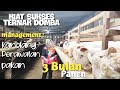 Ternak kambing tanpa ngarit management kandang perawatan pakan 3 bulan panen