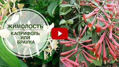 Идеи для сада - Вертикальное озеленение 🌺 Жимолость Каприфоль или Брауна ➡ Что выбрать?