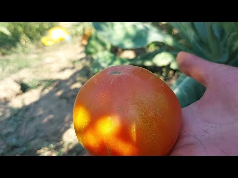 Video: Tomatite lehtede täppide põhjused: tomatite varajane põletik Alternaria