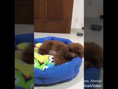 The Birth Process Of Baby Puppies Red Toy Poodle From Von Paris