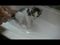 子猫を洗う Wash the kitten