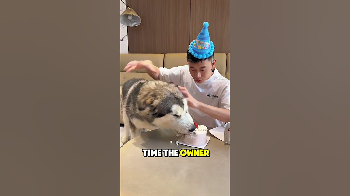 He Closed His Eyes to Pray… and Lost His Cake 🎂🐶💀  #shortvideo #pets  #NaughtyDog #FunnyDogs