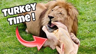 Big Cats Get Thanksgiving Turkeys Feeding Lion Pride 