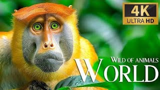 World of Animals 4K  Scenic Wildlife Film With Calming Music