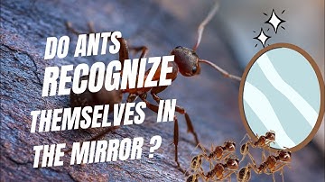 Do Ants Recognize Themselves In The Mirror?