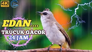 SUARA TRUCUKAN GACOR DI PAGI HARI PERANGSANG TRUCUKAN BAHAN AGAR MAU BUNYI