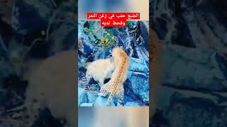 الضبع حنب في زغن النمر وقحط ثديه#short