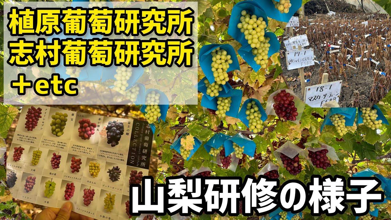 「ぶどうの作業」山梨研修に行ってきました。植原葡萄研究所・志村葡萄研究所・そのほかなどなど