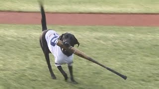 UC Davis baseball team has a four-legged helper joining them on the field this season