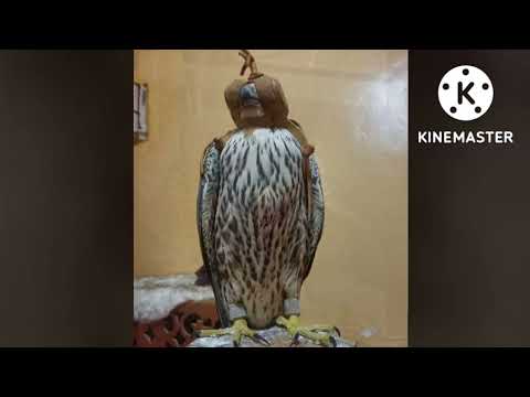 صقر بحري حر فرخ ذكر طوال 14 14