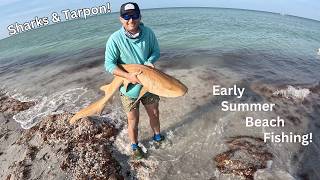 Beach Fishing is like this some days! Fishing Sanibel Island.