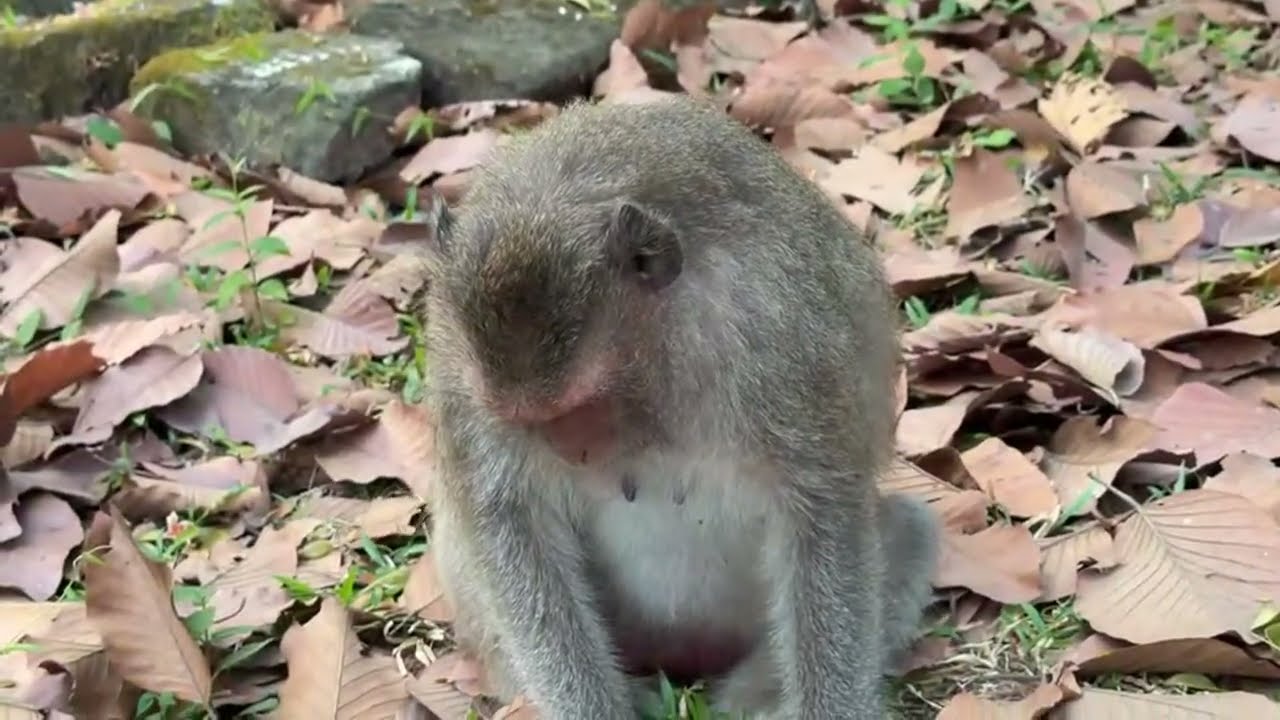 Emergency help! Monkey Juliana has been poisoned seriously