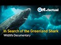 Greenland  sharks of the icy north  wildlife documentary