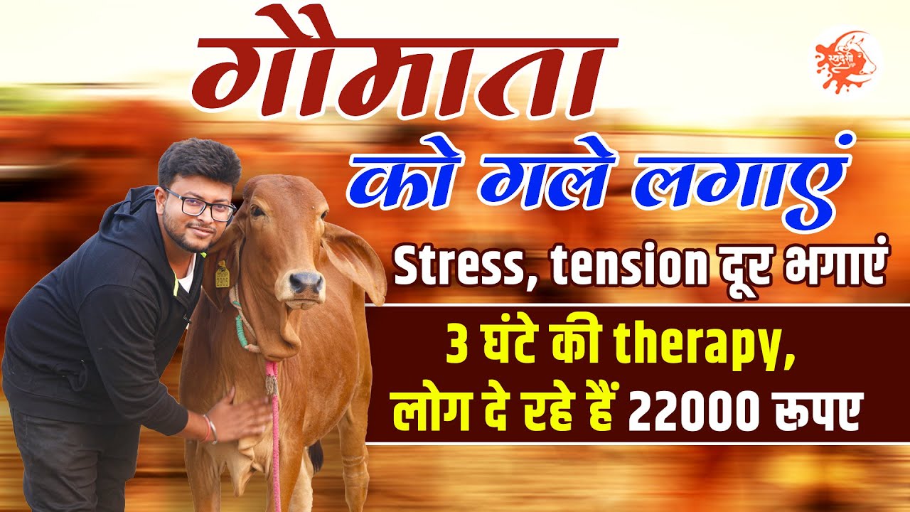 गाय को गले लगाने के लिए लोग दे रहे हैं हजारों रूपए!| Cow Cuddling Therapy| SwadeshiVIP