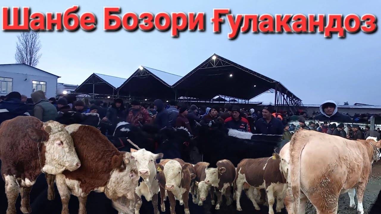Шанбе Бозори Гулакандоз 17.01.2026г имруза нарху навои Букачахои майда ва калон дар молбозор