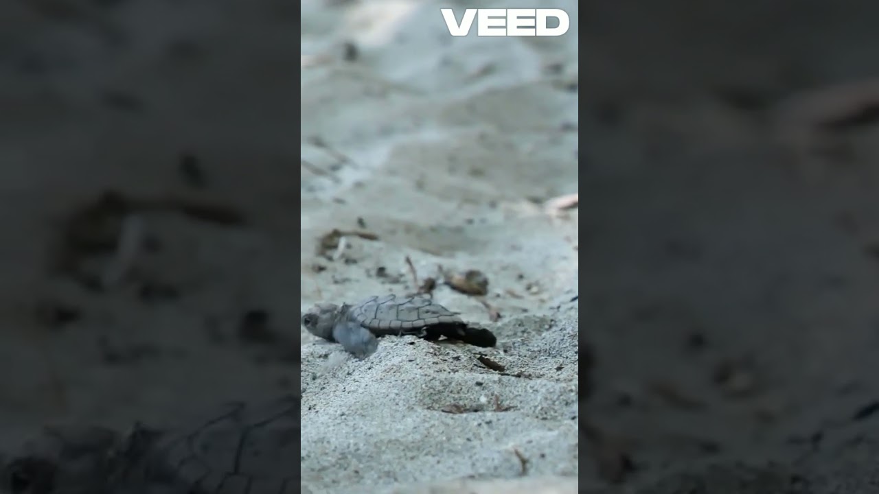 Rescuing a Stranded Turtle Adventure!