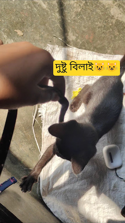 disturb mood on 😺✨🫠#cat #tonicat #unfrez #catbreed #foryoupageofficiall #viralvideo