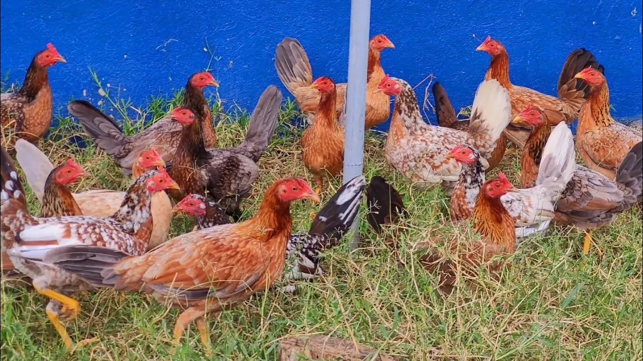 Recorrido en la Traba del rayo mondiez elegantes instalaciones y aves en descansos