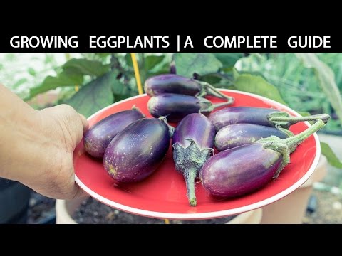 Video: Kas yra mangano baklažanai – kaip užauginti mangano baklažaną