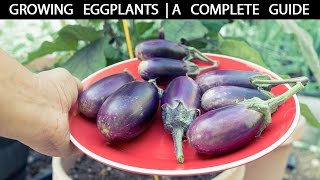 How to Grow Eggplants - The Complete Guide