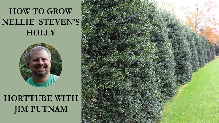 How to grow Nellie Steven's Holly with planting an...