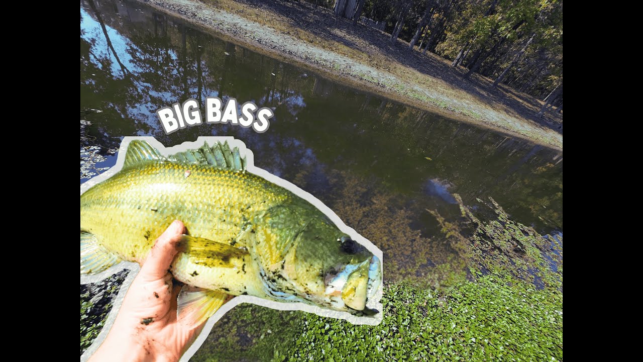 A great BASS FISHING adventure
