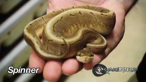 Snake Bytes TV - Spiders and Snake Bites! SnakeBytesTV
