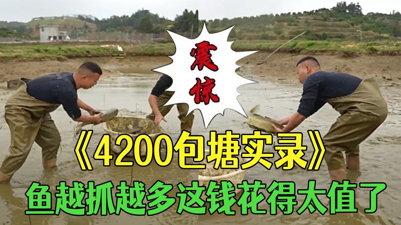 4200包塘實錄！魚越抓越多，這錢花得太值了 #小飛哥#三農 #新農人計劃2026#鄉村守護人 #護外#包塘