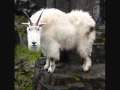 Last Man on Earth - The Mountain Goats