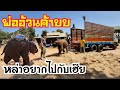 🐘🍼มาดูช้างน้อยอยากขึ้นรถไปกับเฮียดาว_เจ้ปี จะเป็นไง