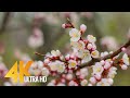 Apricot Tree Blossoms - Short Preview