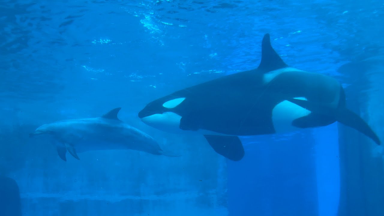 2025/08/09 リンの自由時間【夕方編】@名古屋港水族館