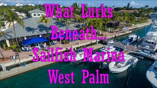 What Lurks Beneath... Sailfish Marina West Palm