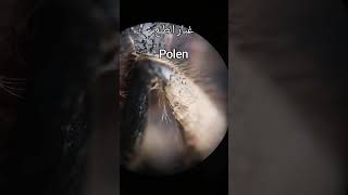 شاهد أين تجمع النحلة غبار الطلع ??? bee collect pollen