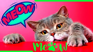 ADORABLE! NEW Funny Cat Videos 2021