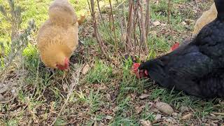 Chickens scratching the ground