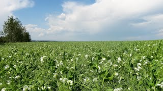 CDC Horizon Forage Pea Variety by Prairie Farm Report 6,655 views 3 years ago 5 minutes, 45 seconds