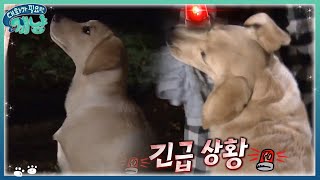 Dear My Human 남태현, 리틀이에게 봉변(?) 당했어요ㅠㅠ 171206 EP.12