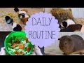 Daily Guinea Pig Routine | Spring 2015